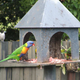 Illustration for article titled Bird Experts "Horrified" To Discover Meat-Eating Rainbow Lorikeets